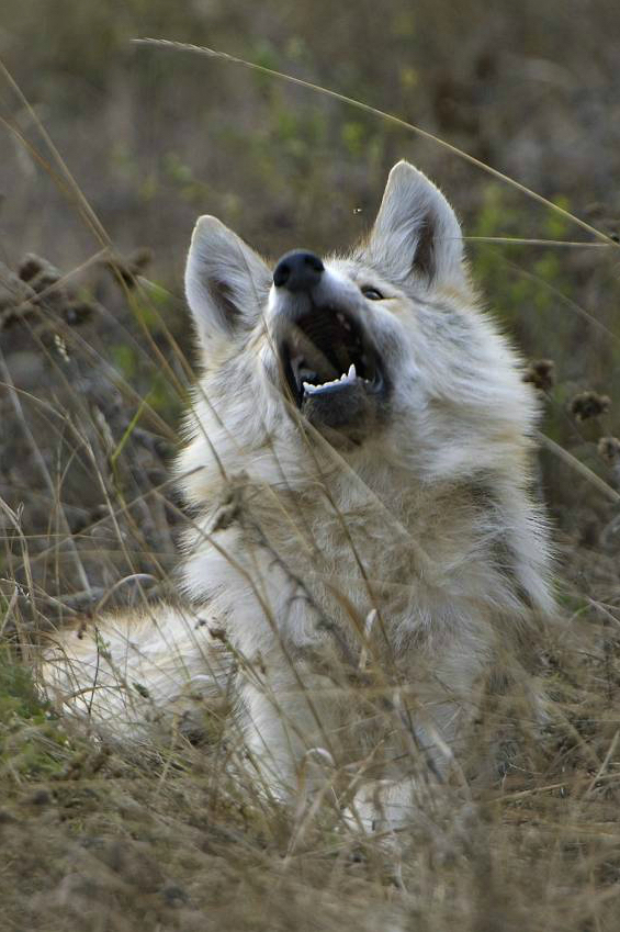 20-Wolf beim Fliegenfangen.jpg (565 x 849)